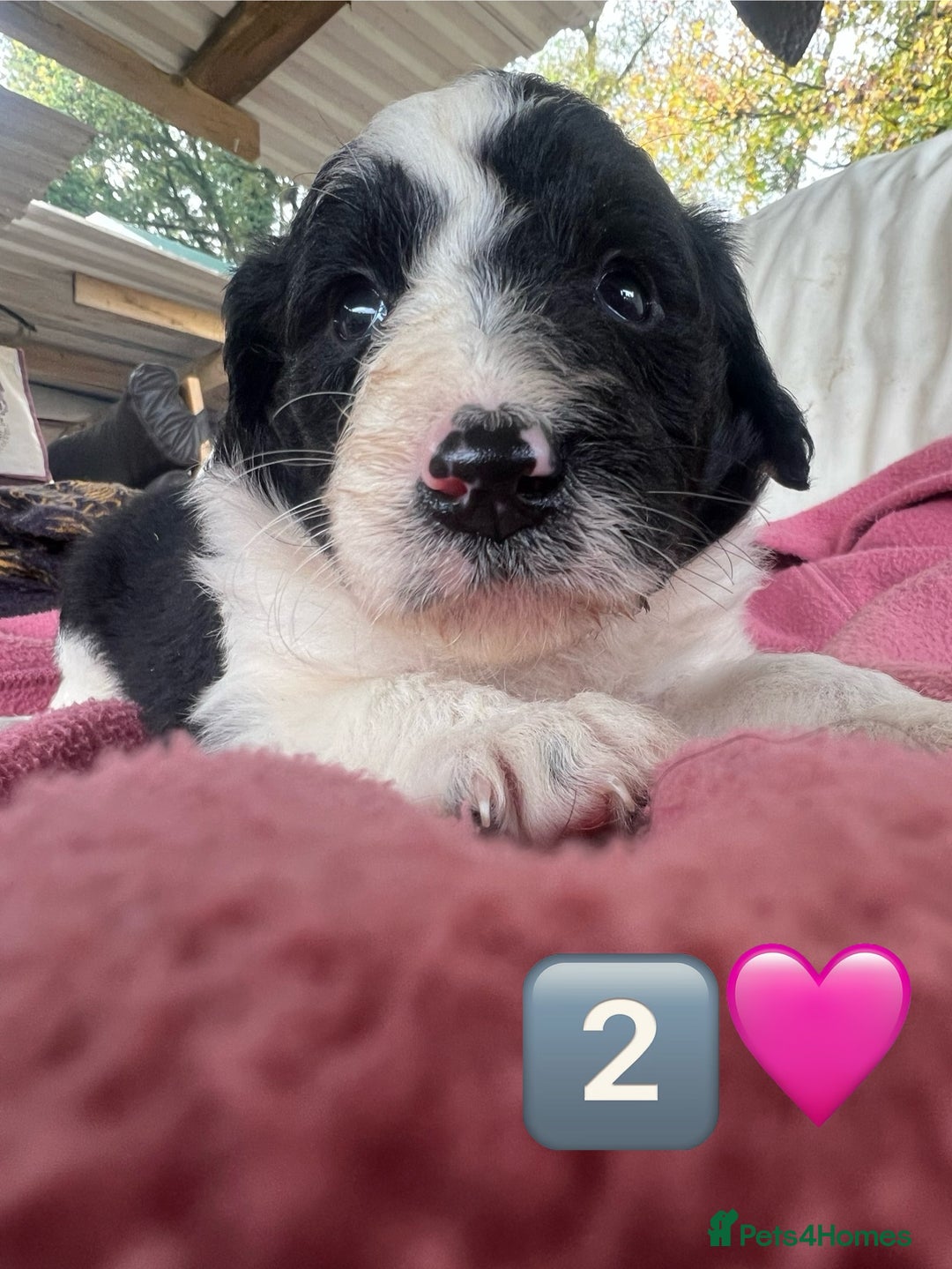 Bordoodle dogs for sale: Adorable Bordoodle (collie-poo) pups for sale  - Image 35