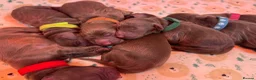 Cocker Spaniel dogs for sale: Kennel club working cocker spaniels  - Advert 26
