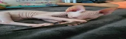 Sphynx cats for sale: Last Canadian Sphynx looking for his forever home - Advert 5