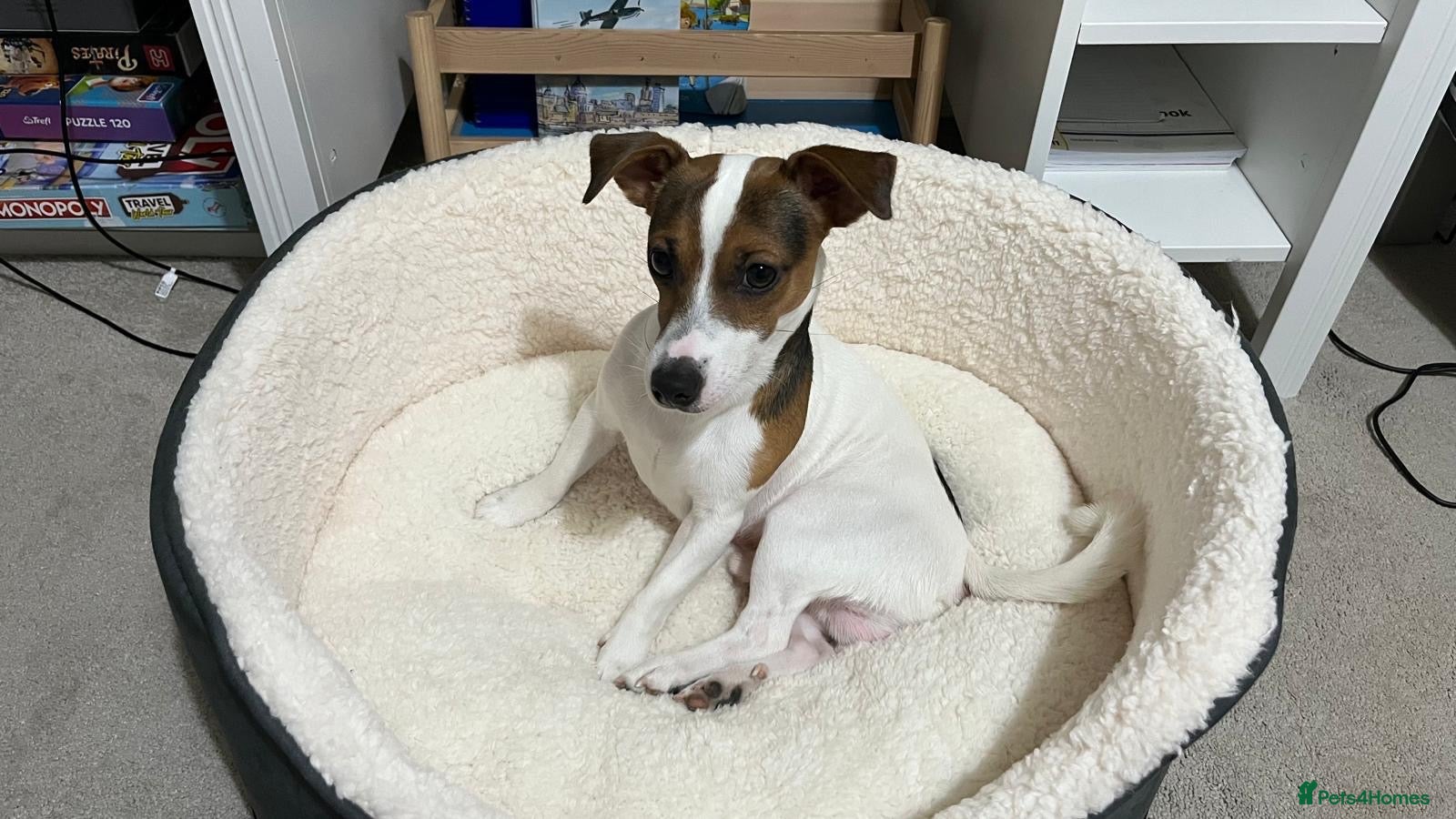 Jack Russell dogs Purebred Jack Russell Available for Stud - Advert 2