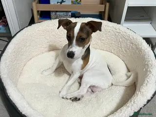 Jack Russell dogs Purebred Jack Russell Available for Stud - Advert 2