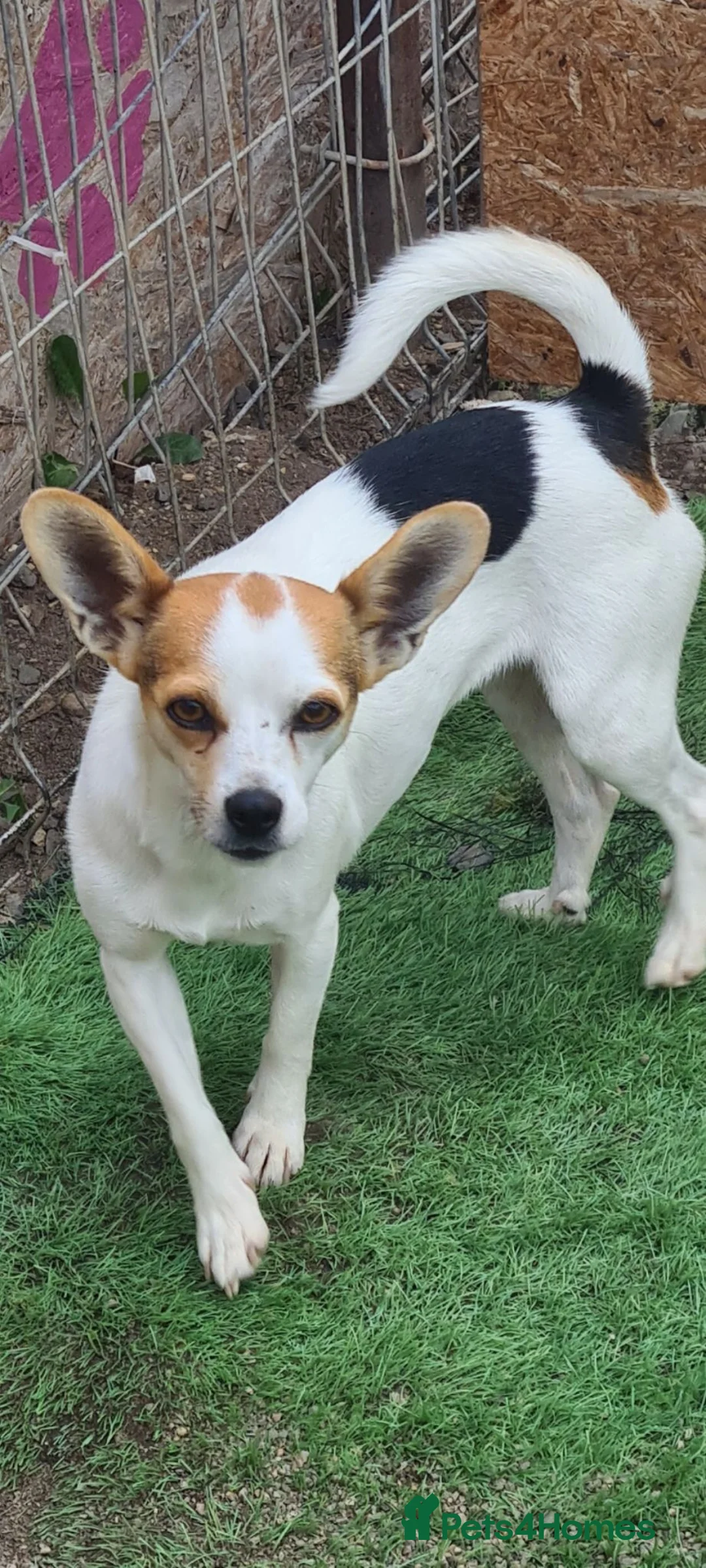 Mixed Breed dogs for adoption: Sunbeam 5kg 8 inch tall  - Advert 6