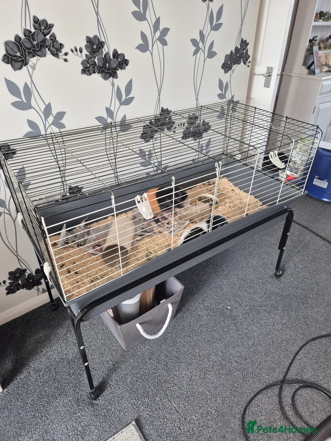 Guinea Pig rodents for sale: 2 male guinea pigs - Advert 8