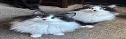Mixed Breed cats for sale: Twin kitties looking for home - Advert 1
