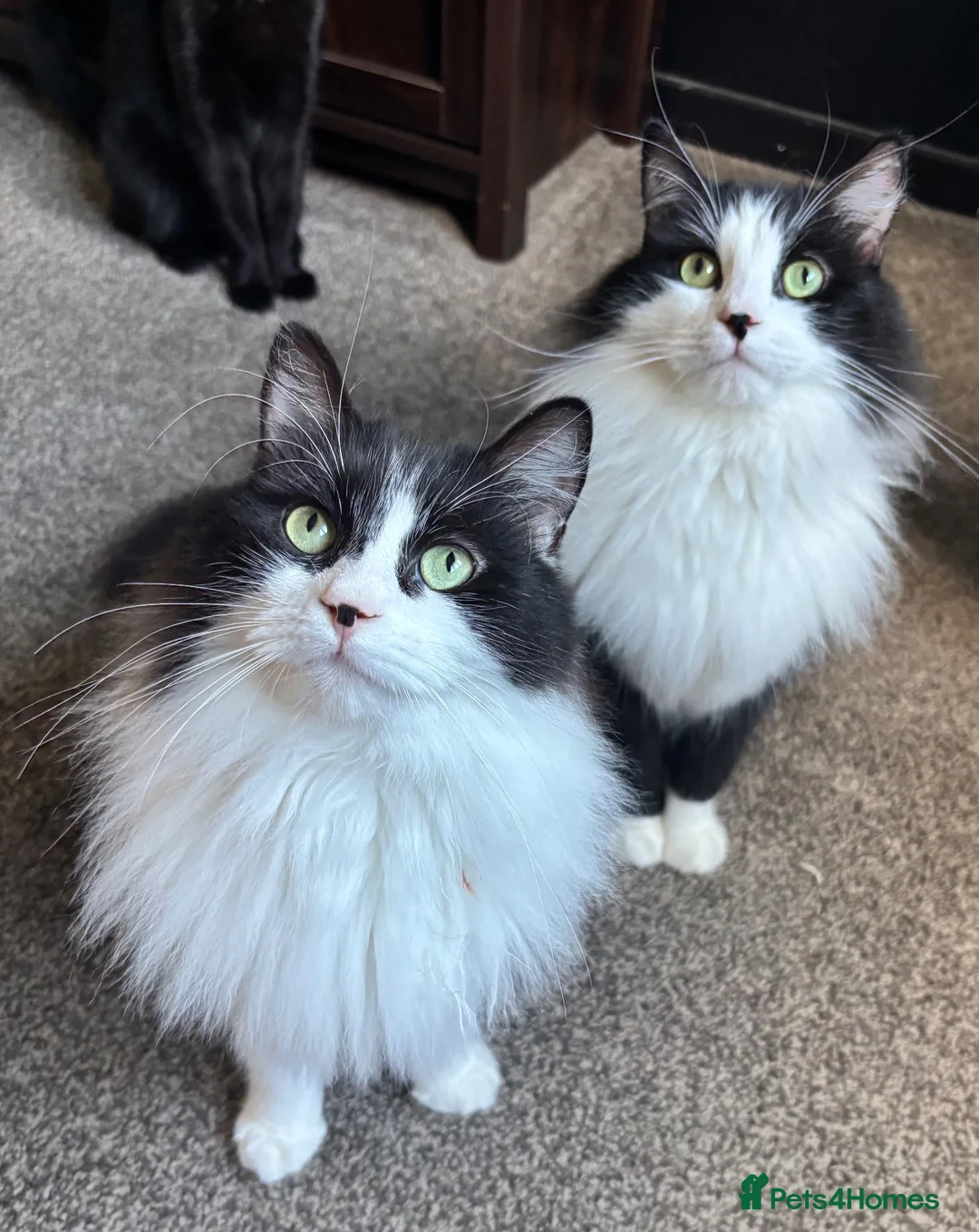 Mixed Breed cats for sale: Twin kitties looking for home - Advert 1