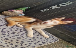 Siberian Husky dogs for sale: Siberian husky male pup - Image 2