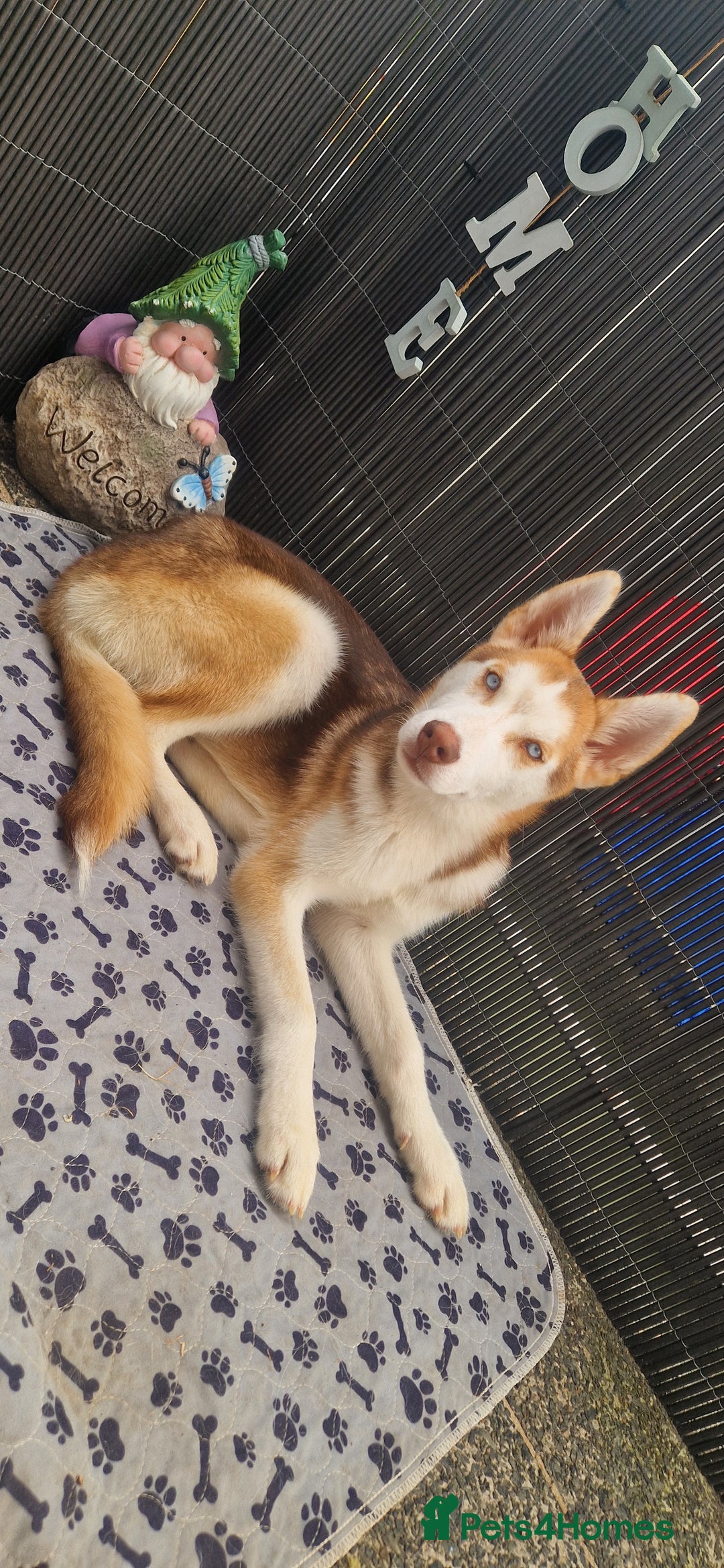 Siberian Husky dogs for sale: Siberian husky male pup - Image 2