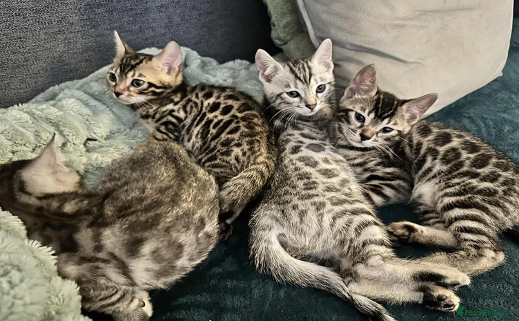 Bengal cats - Advert 14