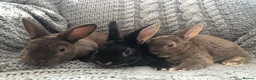 Rex rabbits for sale: Pure breed velvet mini and standard Rex rabbits - Advert 23