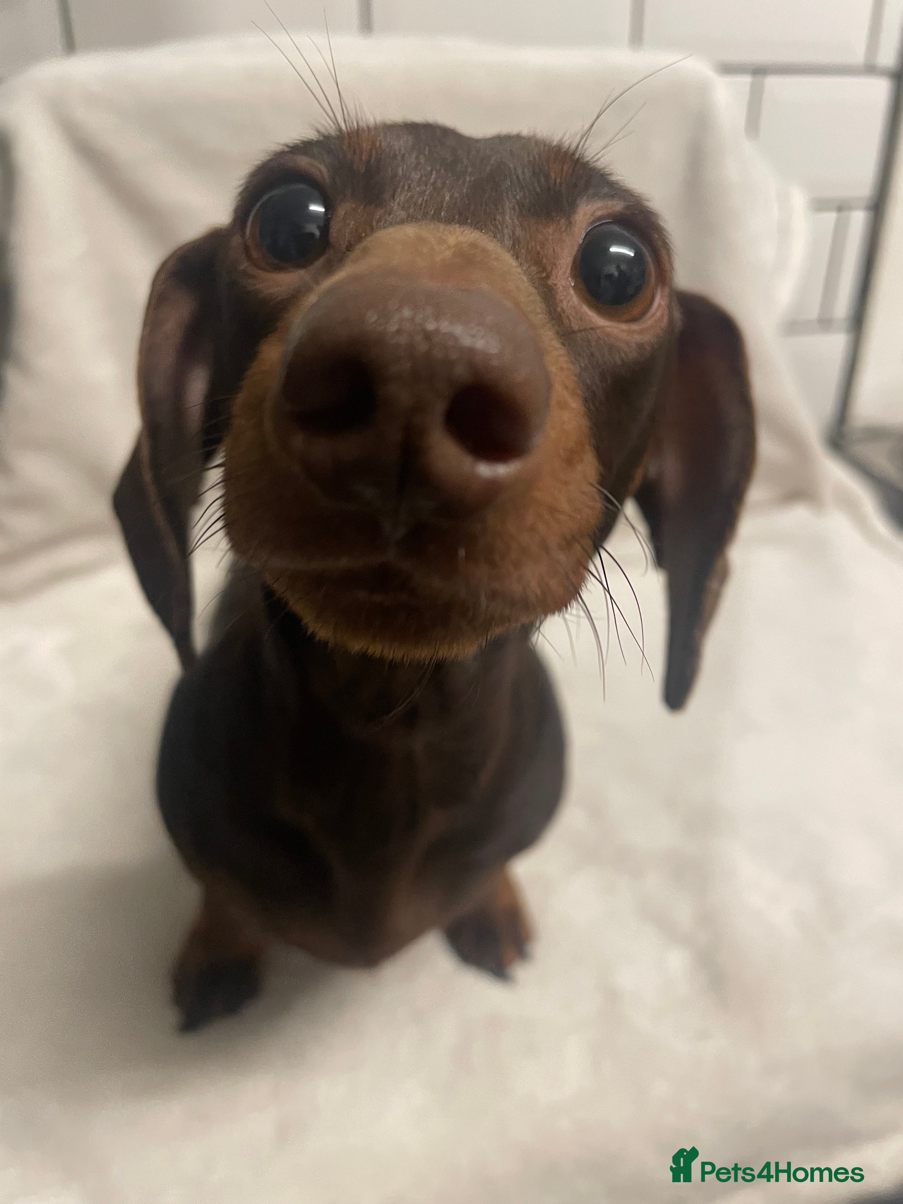 Dachshund dogs Isabella and tan miniature dachshunds  - Advert 1