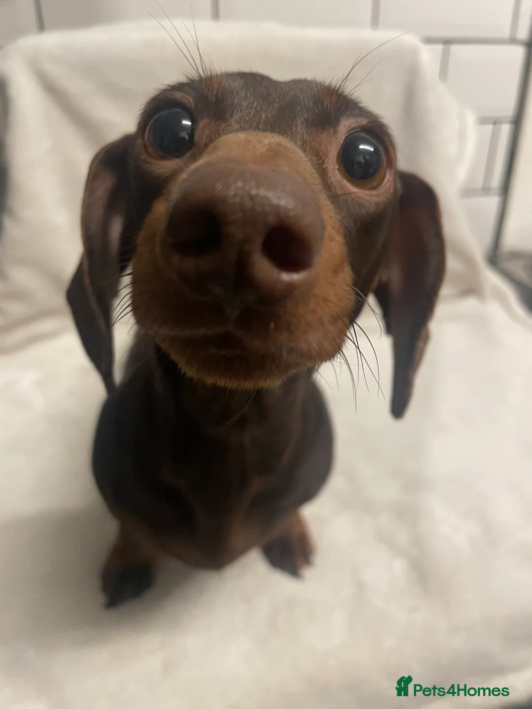 Dachshund dogs for sale: Isabella and tan miniature dachshunds  - Advert 1