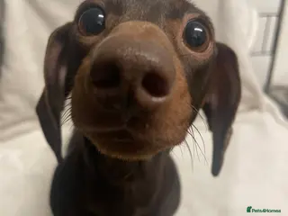 Dachshund dogs Isabella and tan miniature dachshunds - Advert 1