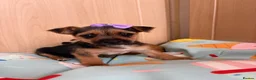 Mixed Breed dogs for sale: Jack Russell Cross Chorkie Puppies – Ready Now - Advert 29