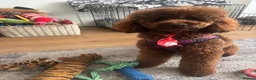 Miniature Poodle dogs for stud: Teddy  - Advert 4