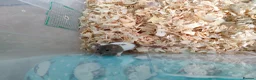 Rat rodents for sale: Baby hooded rats - Advert 10