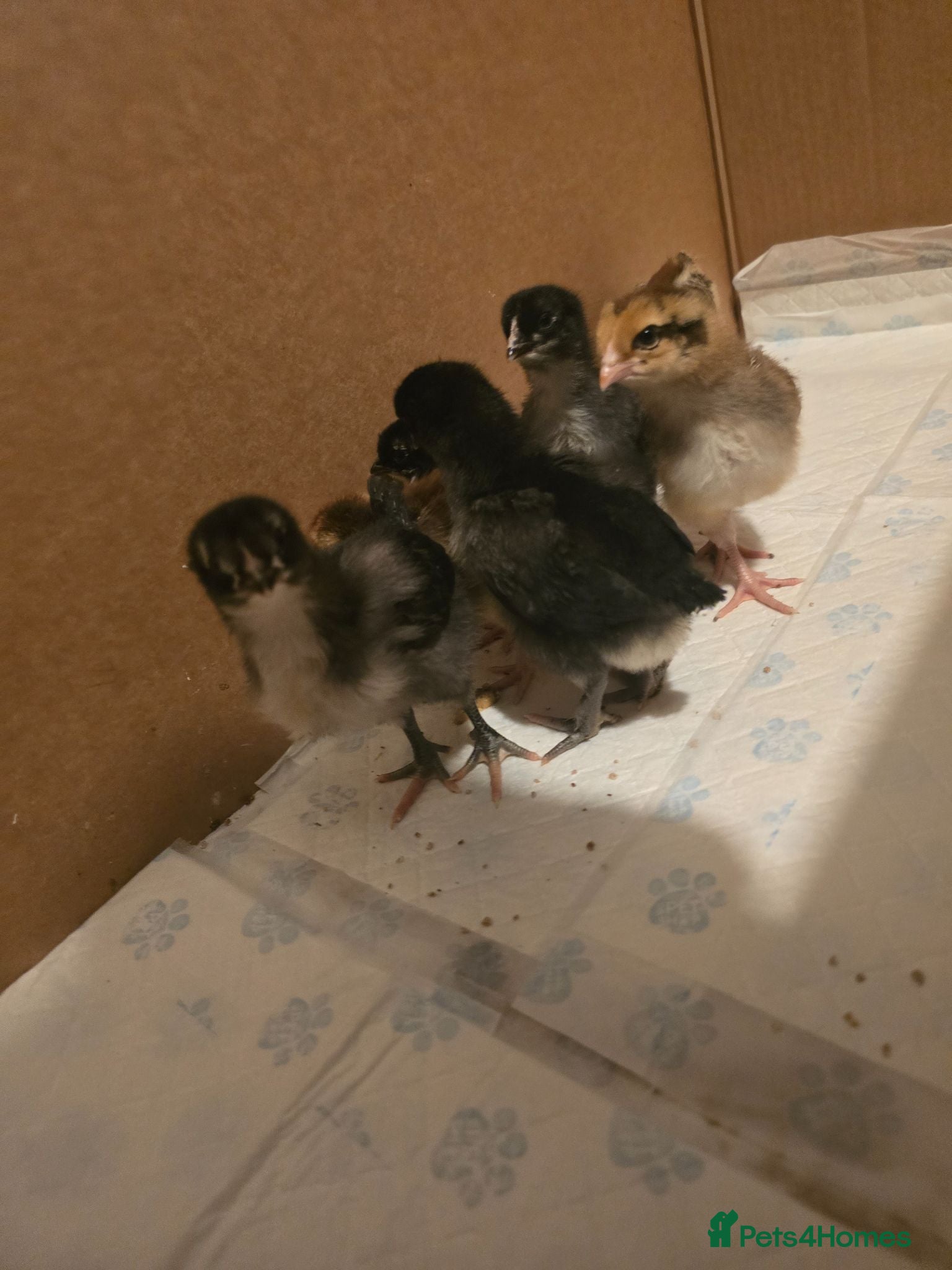 Mixed Breed birds 2 week old chicks  - Advert 1