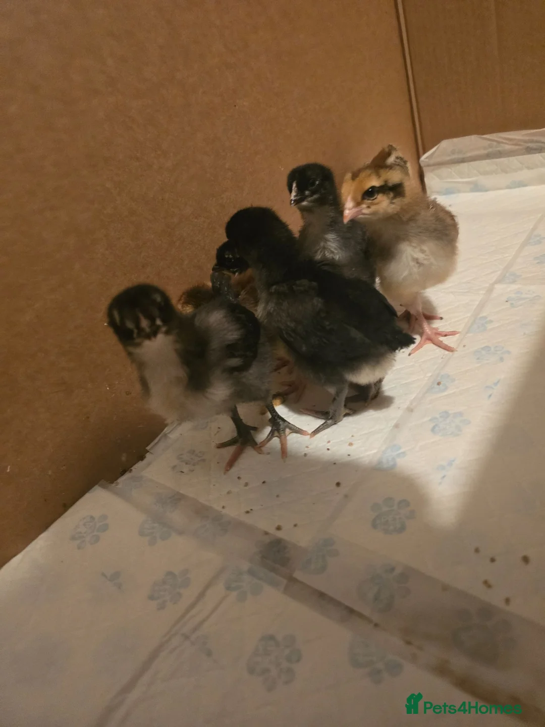 Mixed Breed birds for sale: 2 week old chicks  in Ferryhill - Advert 1