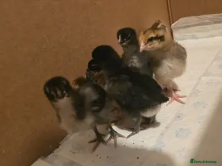 Mixed Breed birds 2 week old chicks - Advert 12