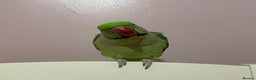Parakeets birds for sale: Rose-ringed parakeet  - Advert 6