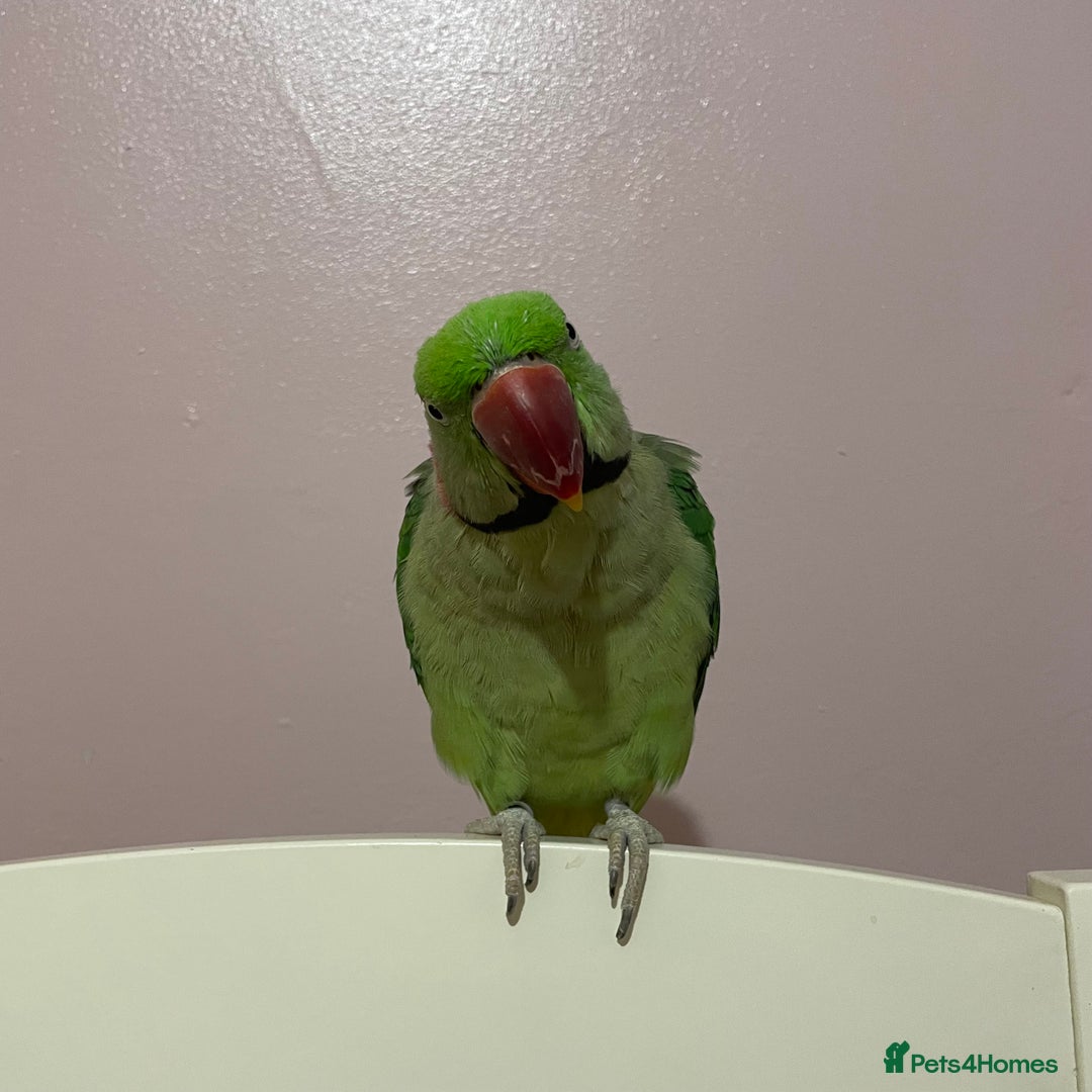 Parakeets birds for sale: Rose-ringed parakeet  - Advert 6