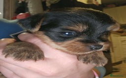 Yorkshire Terrier dogs for sale: Yorkshire terrier  - Advert 1