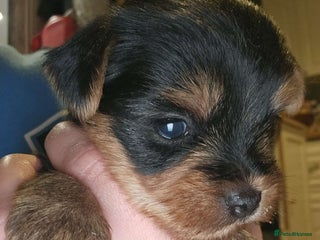 Yorkshire Terrier dogs Yorkshire terrier - Advert 18