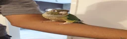 Conures birds for sale: Conure Tamed  - Advert 3