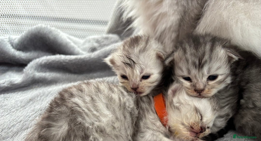 Persian cats for sale: Stunning Persian X maincoon kittens - Advert 6