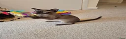 Burmese cats for sale: Gorgeous Pedigree Burmese Kittens - Advert 10