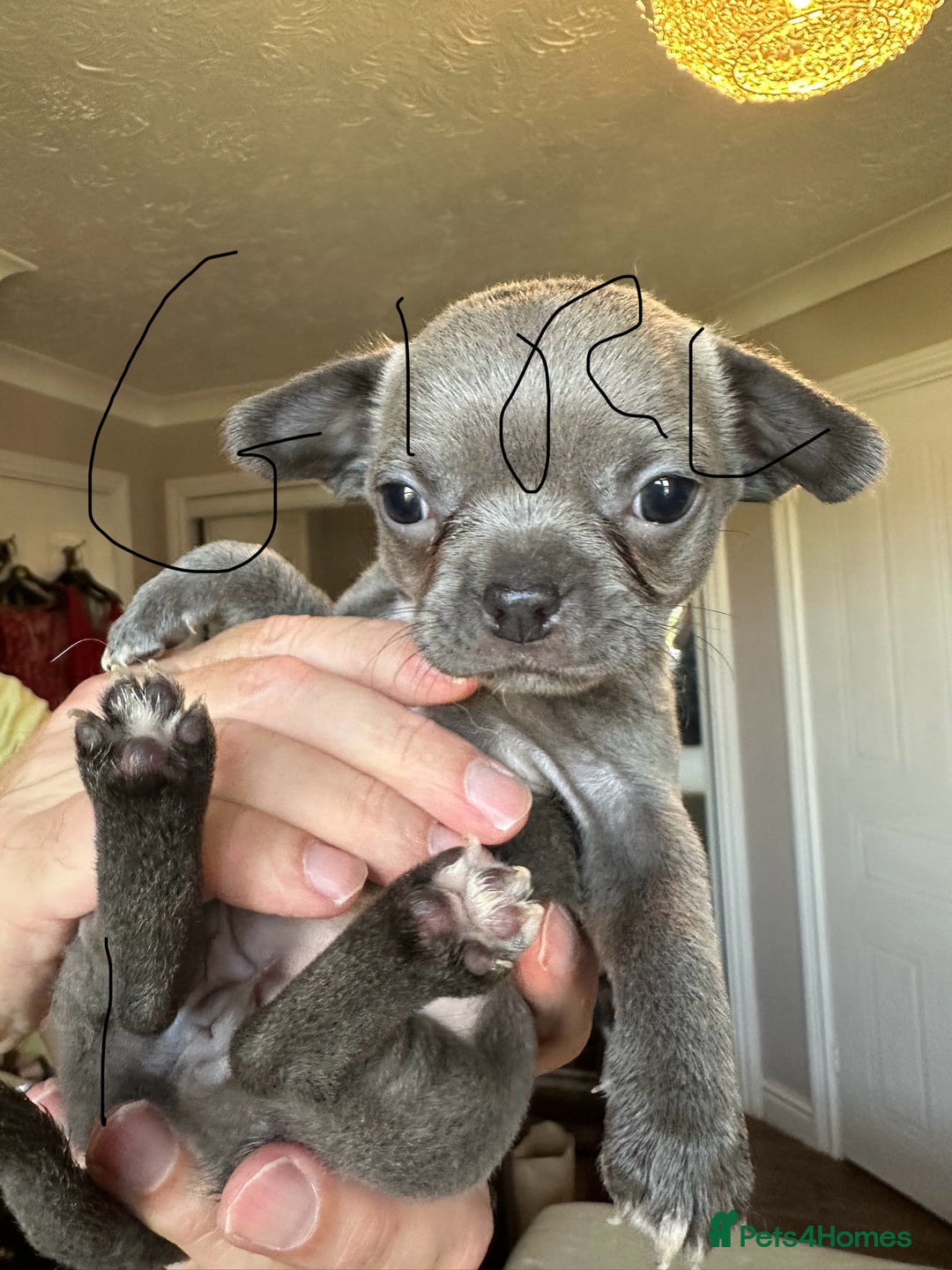 Chihuahua dogs for sale: Chihuahua puppies for sale - Image 9