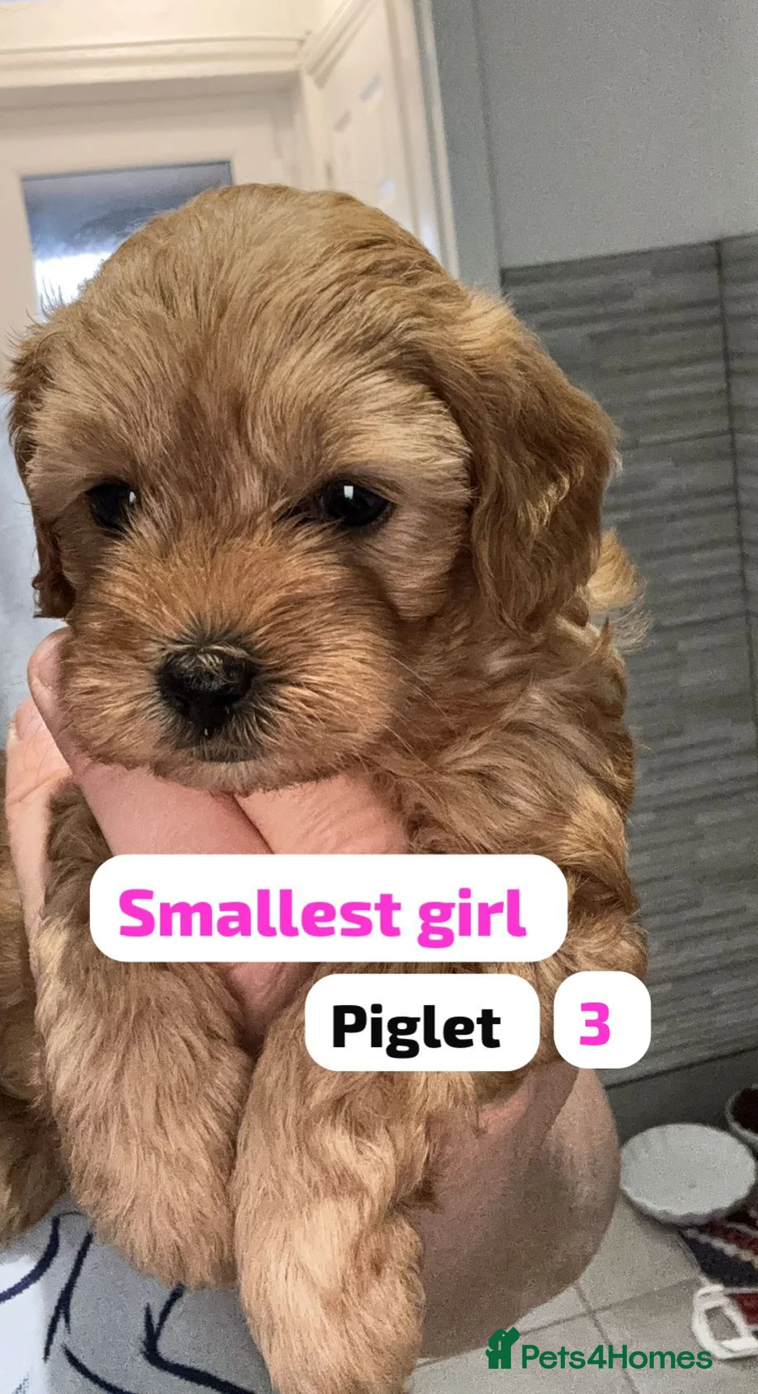 Cavapoo dogs for sale: Cavapoo pups  - Advert 2