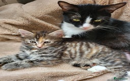 Mixed Breed cats for sale: 2 male kittens  - Image 2