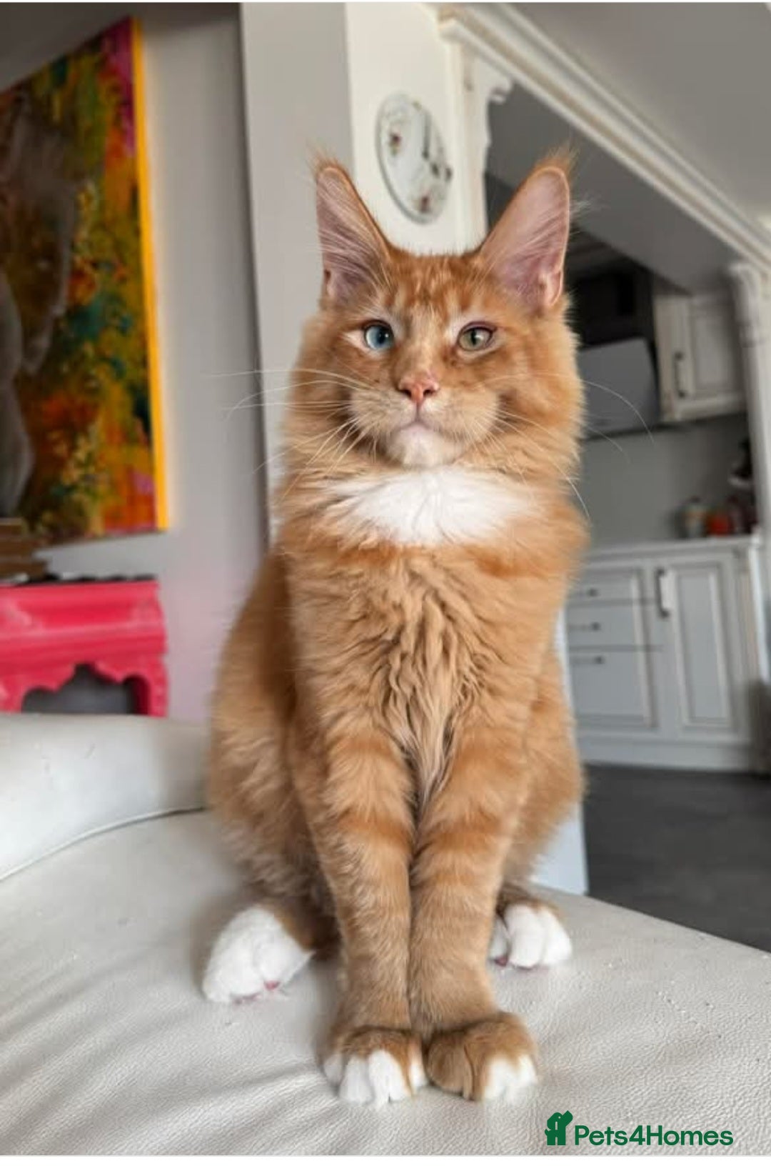 Maine Coon cats  TICA Blue eye Maine Coon Parents DNA tested - Advert 3