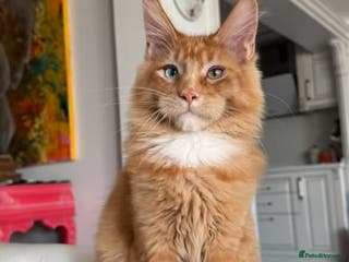 Maine Coon cats TICA Blue eye Maine Coon Parents DNA tested - Advert 3