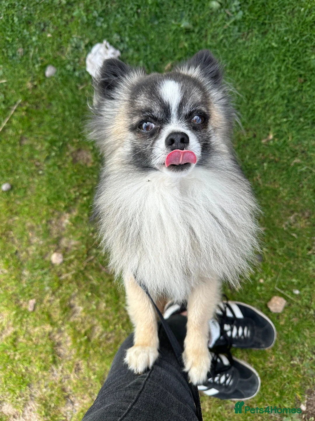 Chihuahua dogs for stud: Wolfsable long haired chihuahua for stud in Exeter - Advert 5