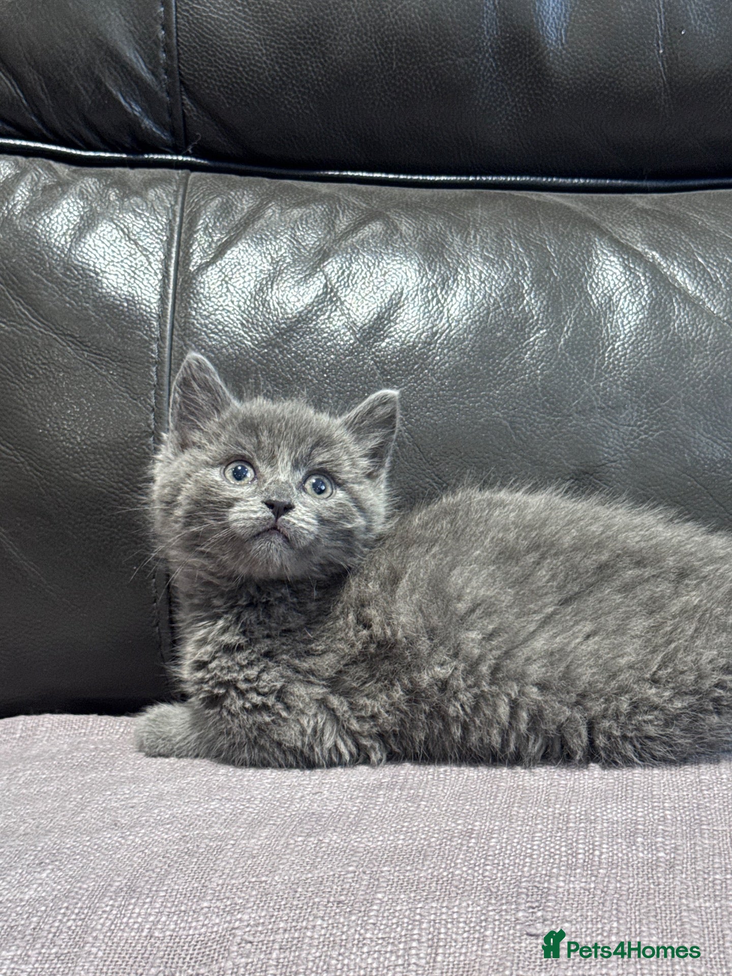 Mixed Breed cats Beautiful kitten - Advert 2