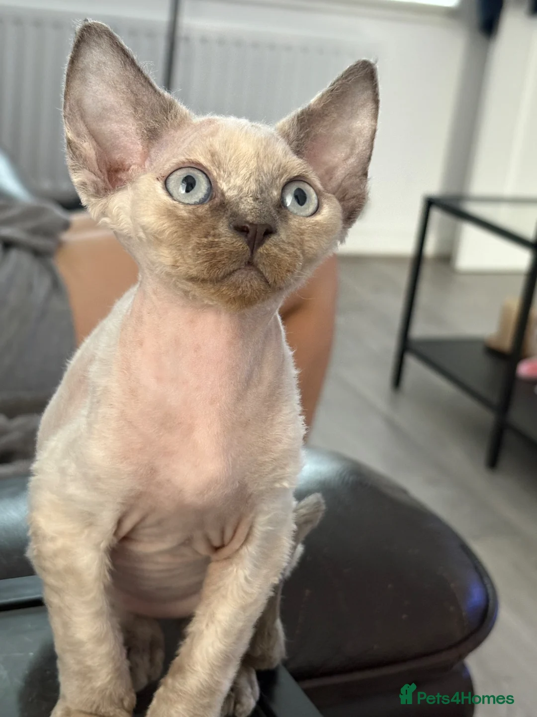 Devon Rex cats for sale: ❤️Devon rex female available 😻 - Advert 1