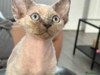Devon Rex cats ❤️Devon rex female available 😻 - Advert 12