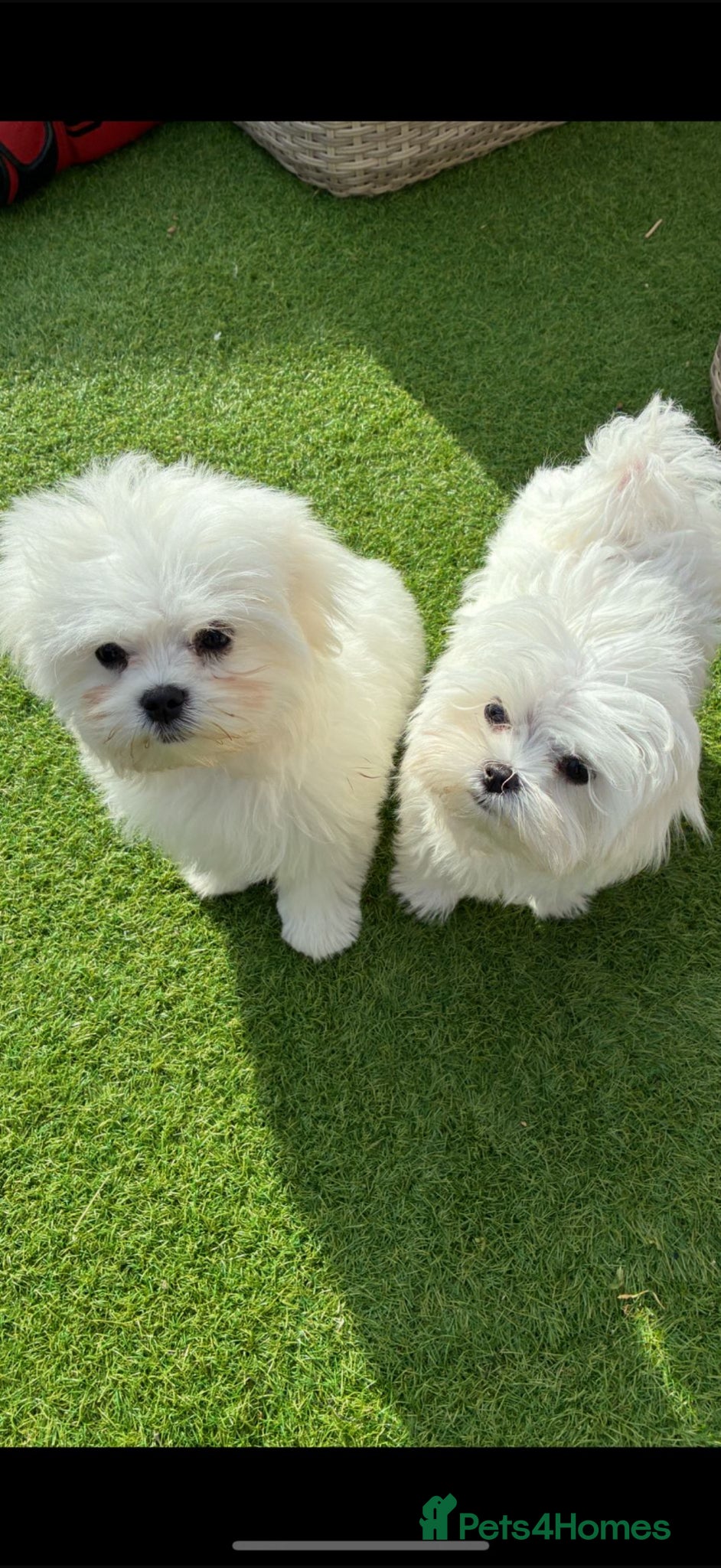 Maltese dogs for sale: Korean Maltese KC Parents  - Advert 1