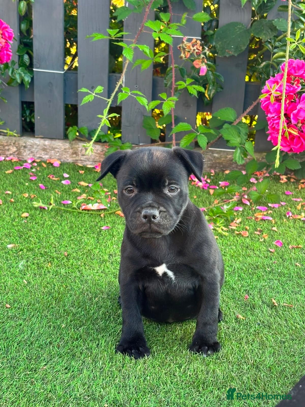 Staffordshire Bull Terrier dogs Kc reg Quality traditional sbt puppies - Advert 2