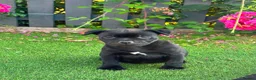 Staffordshire Bull Terrier dogs for sale: Kc reg Quality traditional sbt puppies - Advert 2