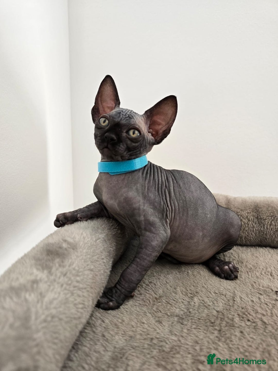 Sphynx cats for sale: TICA registered Canadian sphynx  - Image 12