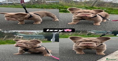 French Bulldog dogs - Advert 15