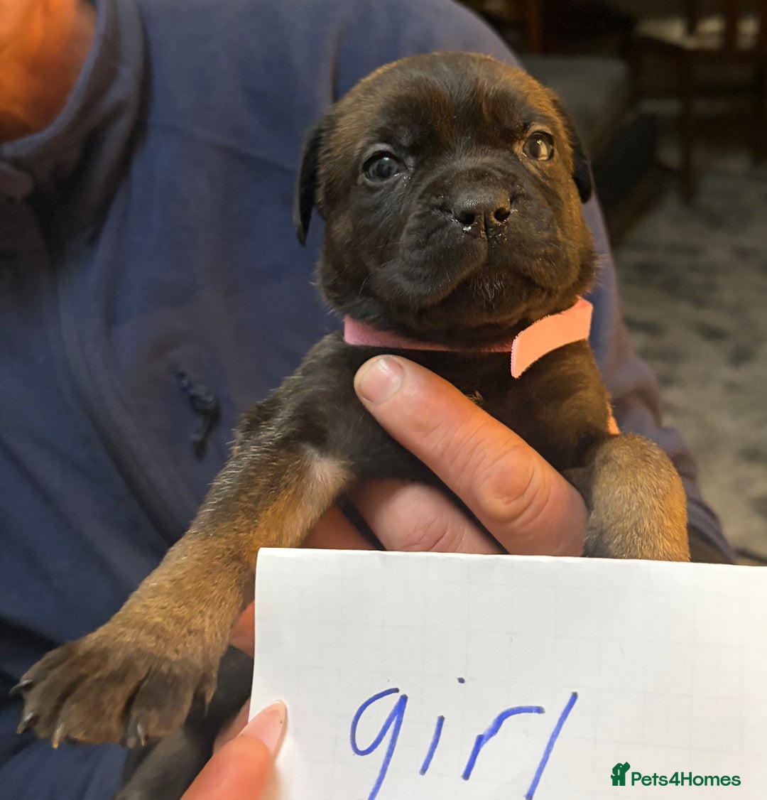 Mixed Breed dogs for sale: canecorso pups - Advert 10
