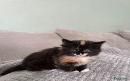 British Shorthair cats for sale: Stunning female kittens  - Image 9