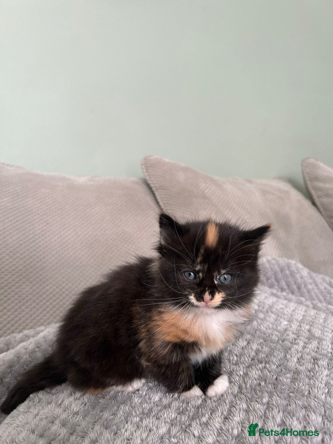 British Shorthair cats for sale: Stunning female kittens  - Image 9