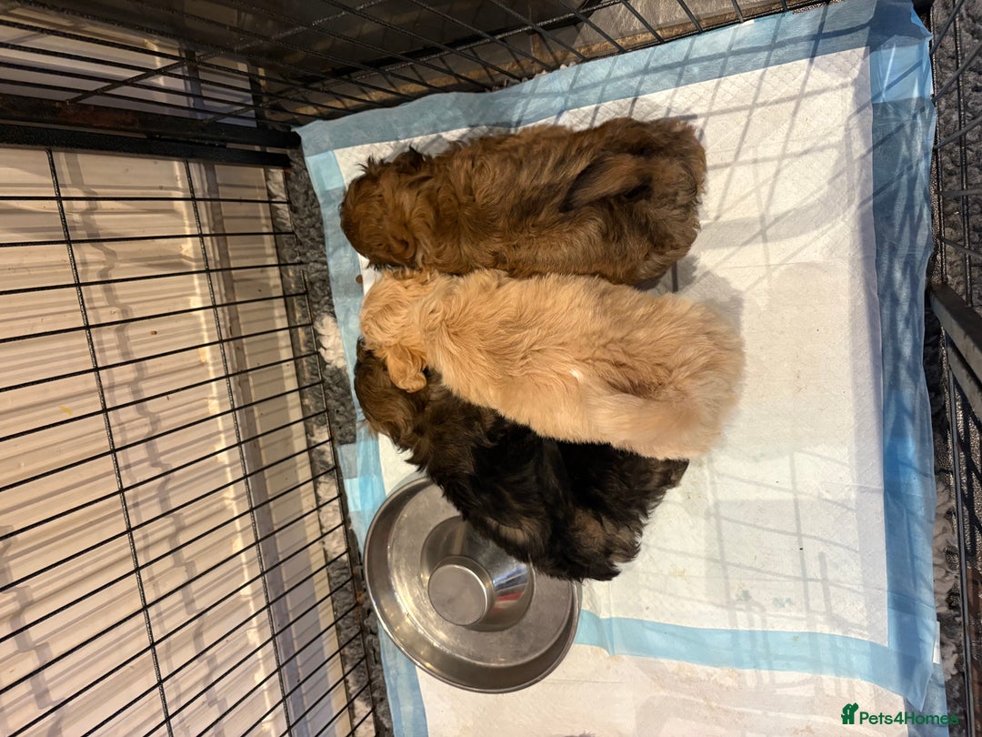 Mixed Breed dogs for sale: Shih Tzu cross - teddy bear puppies - Advert 5