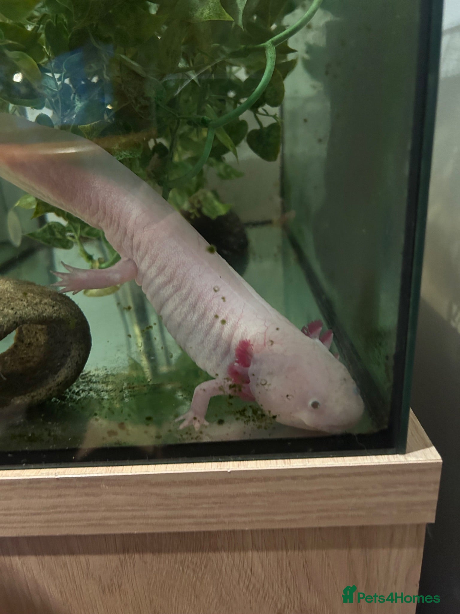 Axolotl reptiles 6yo Leucistic White Axolotl with tank set up - Advert 15