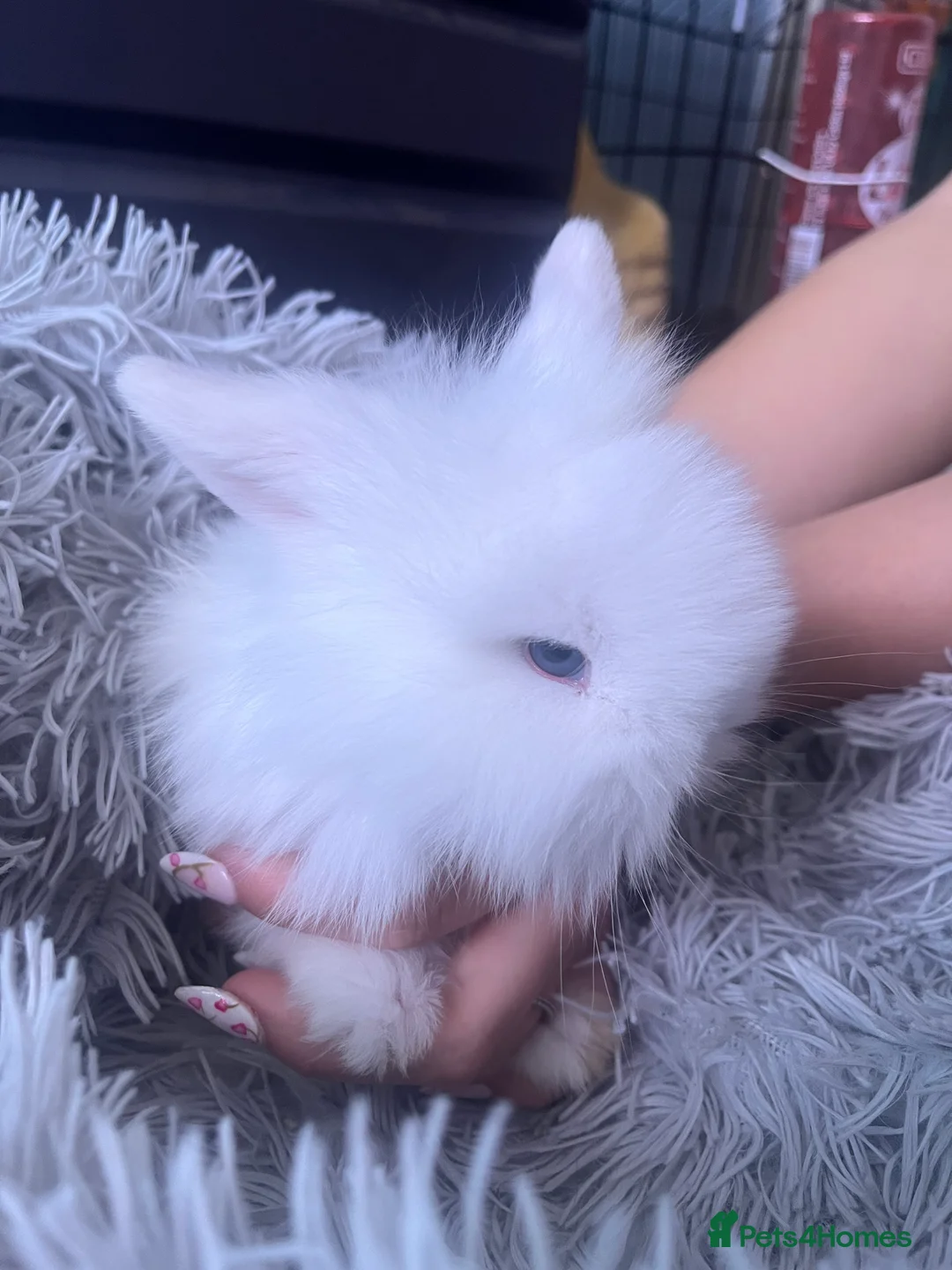 Mini Lion Lop rabbits for sale: Male lion lop - Advert 2