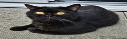 British Shorthair cats for sale: MUST GO GCCF Active British Shorthair Male  - Advert 3